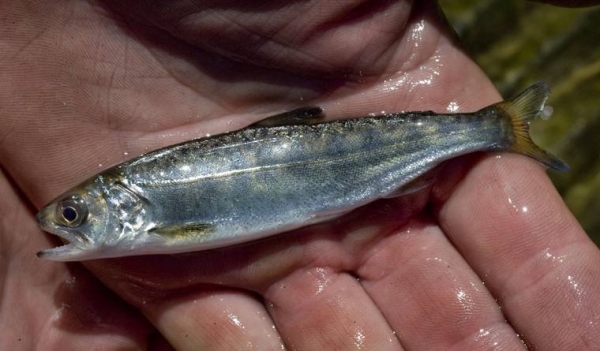 Phát hiện cocain có trong cá hồi ở biển Puget Sound, Mỹ